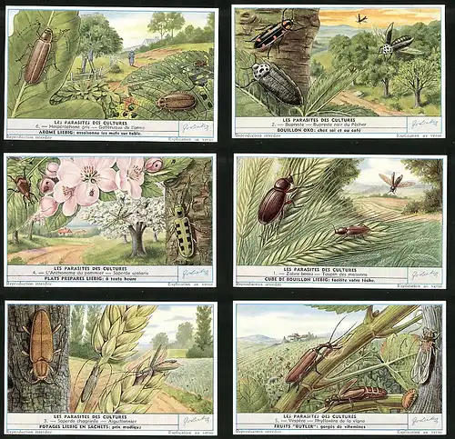 6 Sammelbilder Liebig, Serie Nr. 1689: Les Parasites des Cultures, Vespére, Aiguillonnier, Zabre bossu, Bupreste