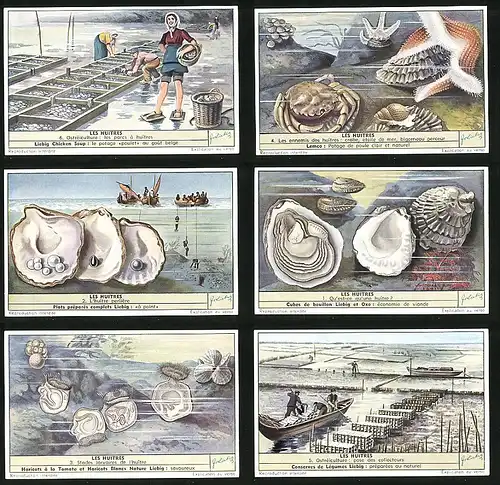 6 Sammelbilder Liebig, Serie Nr. 1596: Les Huitres, Stades larvaires de l`huître, L`Huître perliére
