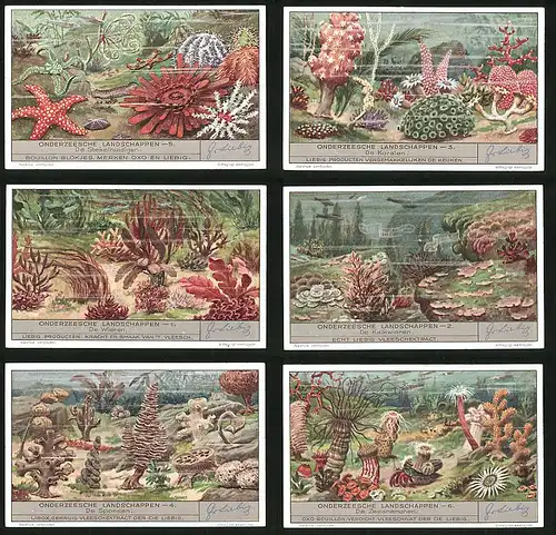6 Sammelbilder Liebig, Serie Nr. 1345: Onderzeesche Landschappen, Seeanemone, Seestern, Meeresgrund