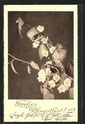 AK Maikäfer laben sich an blühendem Zweig