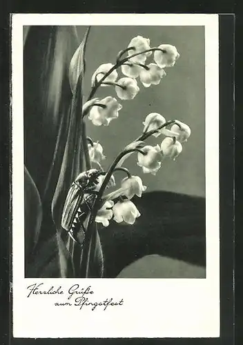 AK Maikäfer erklimmt Maiglöckchen