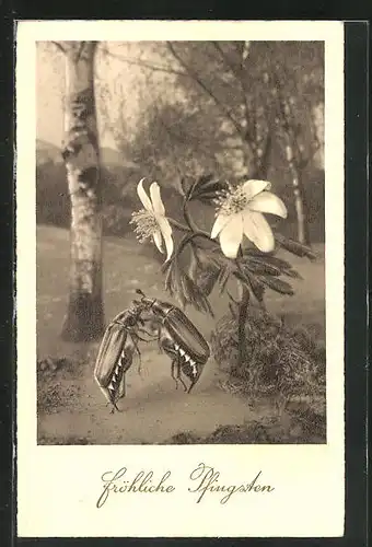 AK Maikäfer tanzen unter weisser Blume