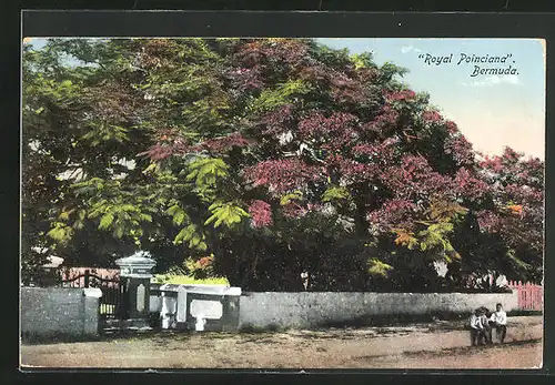 AK Bermuda, Royal Poinciana