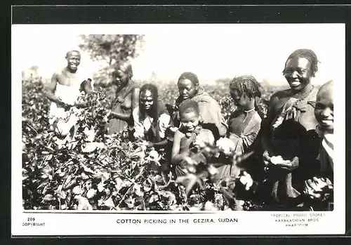 AK Cotton picking in the Gezira, Glückliche Erntehelfer pflücken Baumwolle