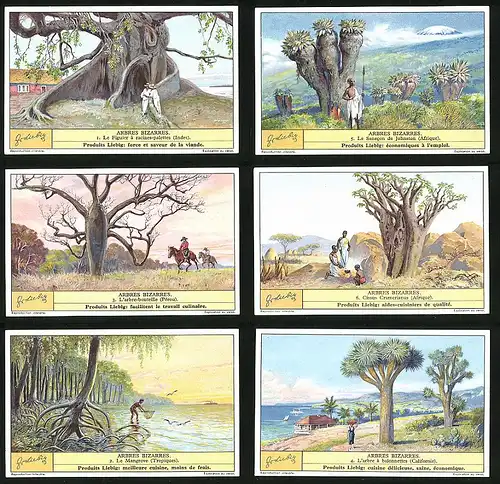 6 Sammelbilder Liebig, Serie Nr. 1306: Arbres bizarres, Mangroven, Afrika, Indien, Peru