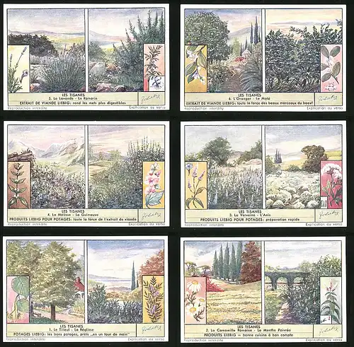 6 Sammelbilder Liebig, Serie Nr. 1579: Les Tisanes, Blüten, Kamille, Melisse, Rosmarin