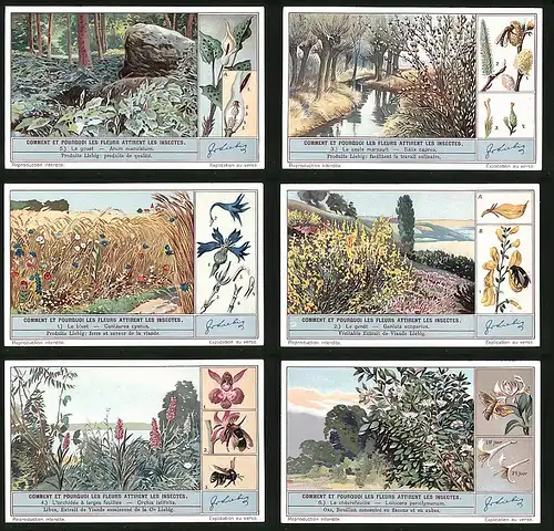 6 Sammelbilder Liebig, Serie Nr. 1290: Comment et pourquoi les Fleurs attirent les insectes, Insekten, Blumen, Kornfeld