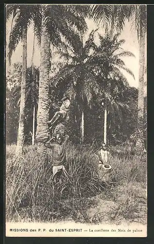 AK Saint-Pierre, La cueillette des Noix de palme, Palmenkletterer