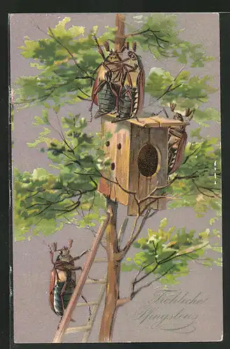 AK Maikäfer sitzen auf einem Vogelhaus