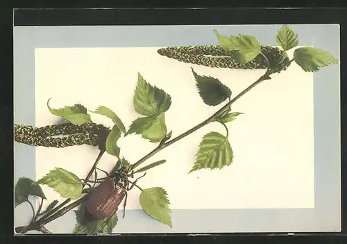 AK Maikäfer auf einem kleinen Ast