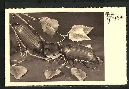 AK Maikäfer essen ein Blatt, Pfingstgruss