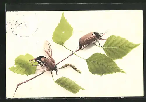AK Maikäfer auf einem kleinen Ast