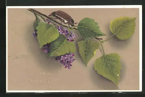 AK Maikäfer klettert auf einem kleinen Ast herum