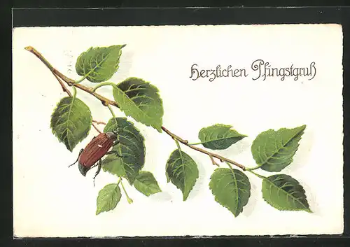 AK Maikäfer klettern auf einem Ast hoch