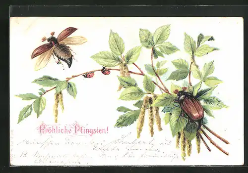 AK Maikäfer fliegt weg, Maikäfer klettert auf einer Blume, Marienkäfer