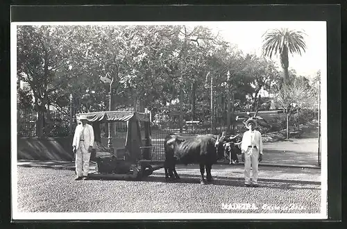 AK Madeira, Carro de Bois, portugiesischer Ochsenkarren