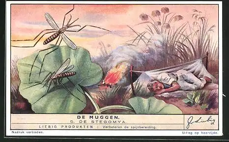 Sammelbild Liebig, de Muggen, de Stegomya, Mückenschutz
