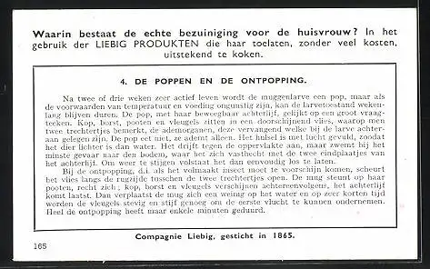 Sammelbild Liebig, de Muggen, de Poppen en de Ontpopping