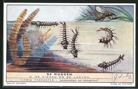 Sammelbild Liebig, de Muggen, de Eieren en de Larven