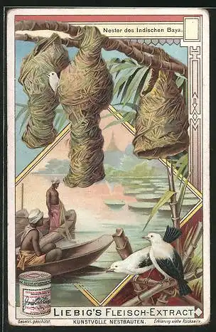 Sammelbild Liebig`s Fleisch-Extract und -Pepton, Nester des Indischen Baya, Männer in Booten