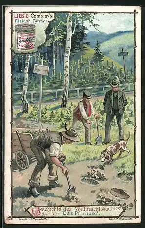 Sammelbild Liebig`s Fleisch-Extract und -Pepton, Geschichte des Weihnachtsbaumes, das Pflanzen