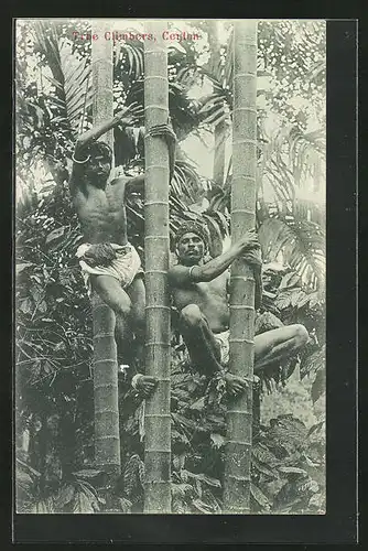 AK Sri Lanka, Ceylon, Tree Climbers, junge Männer auf Palmen kletternd
