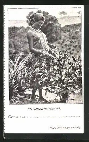 AK Sri Lanka, Teepflückerin (Ceylon)