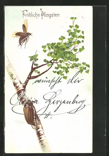 AK krabbelnder und fliegende Maikäfer auf einer Birke