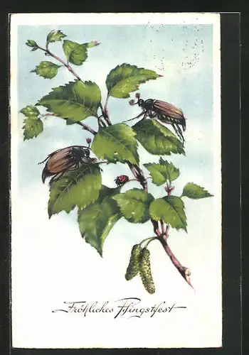 AK krabbelnde Maikäfer auf einem Blätterzweig, Marienkäfer