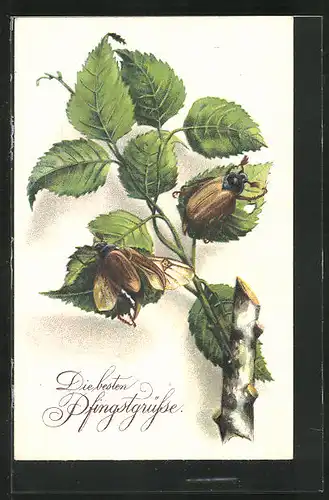 AK krabbelnde Maikäfer auf einem Blätterzweig