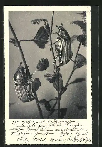 AK krabbelnde Maikäfer auf einem Blätterzweig