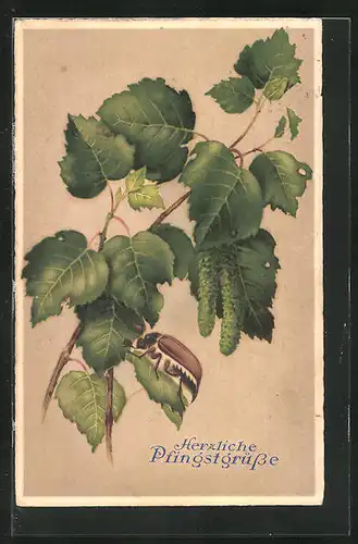AK krabbelnder Maikäfer auf einem Blätterzweig