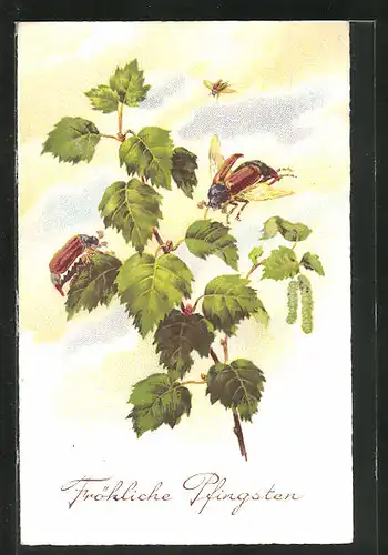 AK krabbelnde und fliegende Maikäfer an einem Blätterzweig