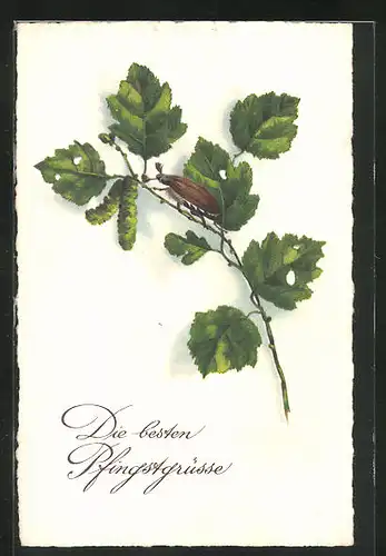 AK Blätterzweig mit Maikäfer, Pfingstgrüsse