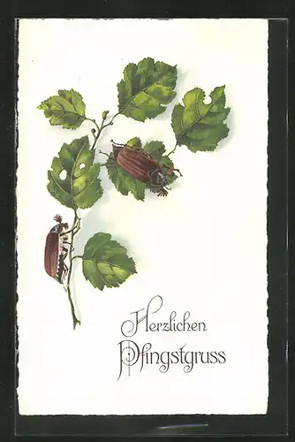 AK krabbelnde Maikäfer auf einem Blätterzweig