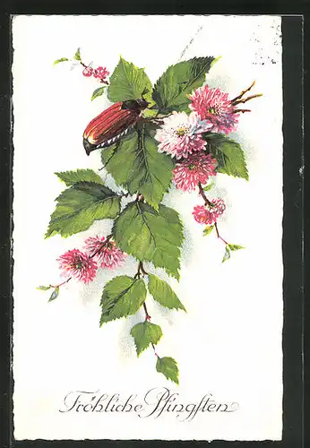 AK krabbelnder Maikäfer auf Blätterzweig mit Pfingstrosen