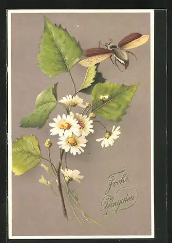 AK Maikäfer im Anflug auf einen Blüten- und Blätterzweig