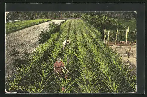 AK Kuba, Campo de Pina, Pine-Apple Plantation