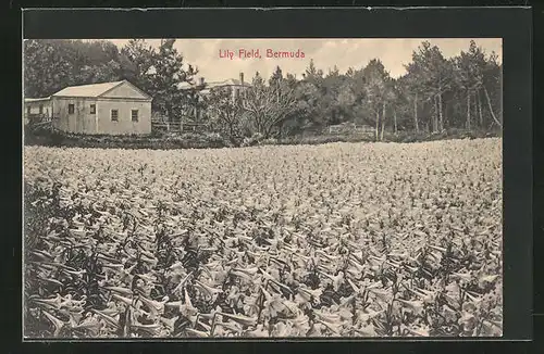 AK Bermuda, Lily Field