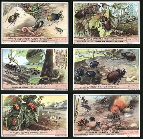 6 Sammelbilder Liebig, Serie Nr. 1476: Coléoptéres Terrestres D`Europe Occidentale, Le Nécrophore, Le Staphylin