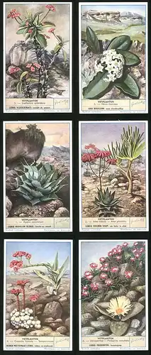 6 Sammelbilder Liebig, Serie Nr. 1625: Vetplanten, Delosperma Crassula falcata, Sempervivum, Pleospilos simulans