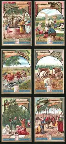6 Sammelbilder Liebig, Serie Nr. 566: Ausländische Kulturpflanzen, Dattelpalme, Kaffeebaum, Reis, Mais, Oelbaum