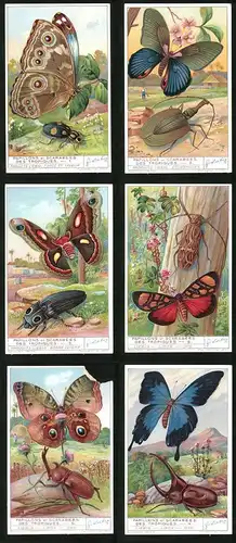 6 Sammelbilder Liebig, Serie Nr. 1315: Papillons et Scarabées des Tropiques, Golofa Porteri, Xylotrupes dichotomos