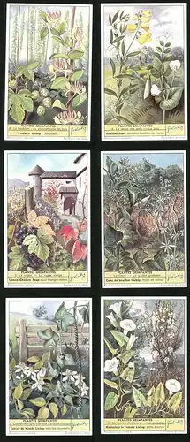 6 Sammelbilder Liebig, Serie Nr. 1624: Le liserin des haies, La cuscute, Le lierre, Le gaillet grateron