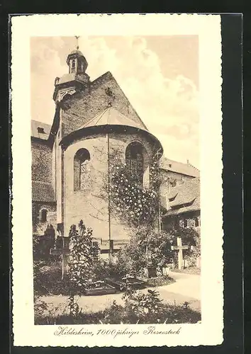 AK Hildesheim, 1000 jähriger Rosenstock am Dome