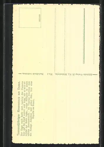 AK Hildesheim, 1000 jähriger Rosenstock am Dome