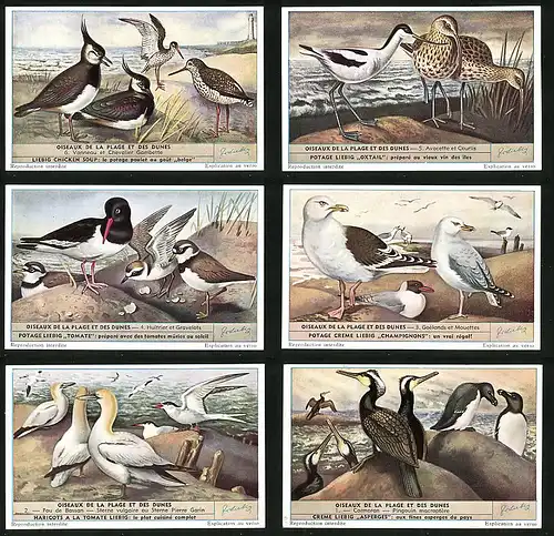 6 Sammelbilder Liebig, Serie Nr. 1610: Oiseaux de la Plage et des Dunes, Cormoran, Pingouin macrroptére