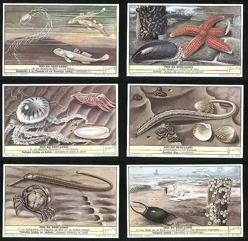 6 Sammelbilder Liebig, Serie Nr. 1592: Pres du Brise-Lames, Le Syngnathe ou Aiguille de mer, Le Crabe enragé