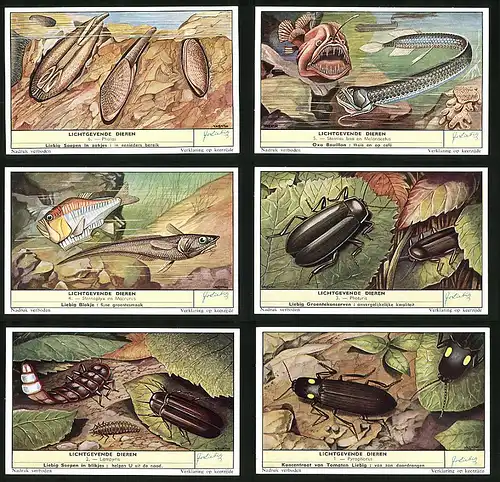 6 Sammelbilder Liebig, Serie Nr. 1704: Lichtgevende Dieren, Pyrophorus, Lampyris, Photuris, Pholas