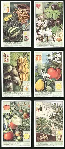 6 Sammelbilder Liebig, Serie Nr. 1537: Fruits Exotiques, L`Arachide, L`Olive, L`Ananas, Le Kaki, La Banane, La Figue